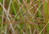 Tipula paludosa